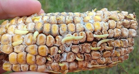 disease and infested corn